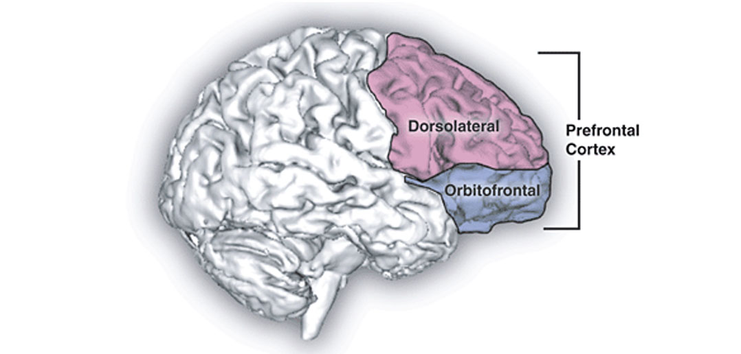 Why is the dorsolatereral prefrontal cortex (DLPFC) the favorite
